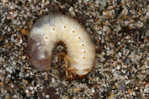 Réf. 311 729 : Calicnemis latreillii